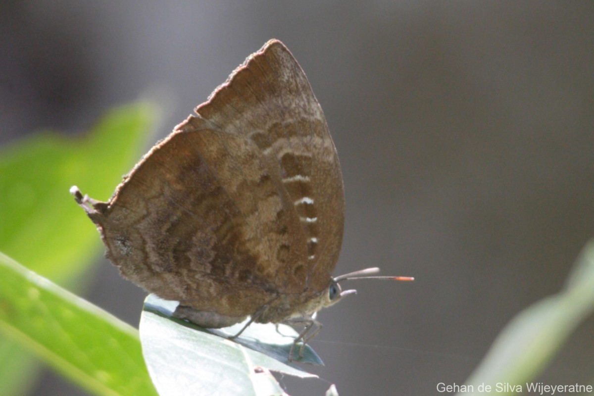 Arhopala centaurus Doubleday, 1847